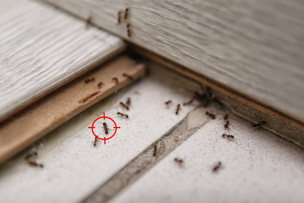 Best Pest Control for Restaurants  in Dos Palos, CA