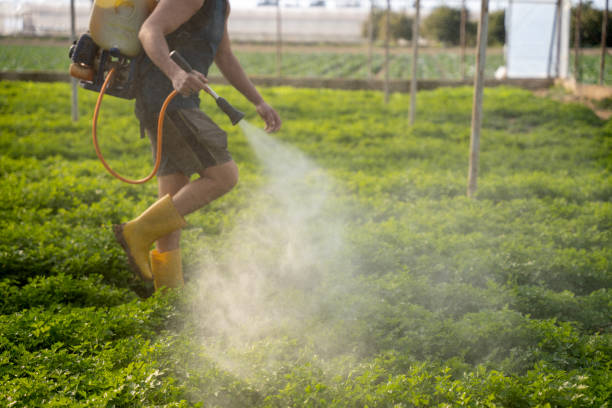 Best Flea Control Services  in Dos Palos, CA